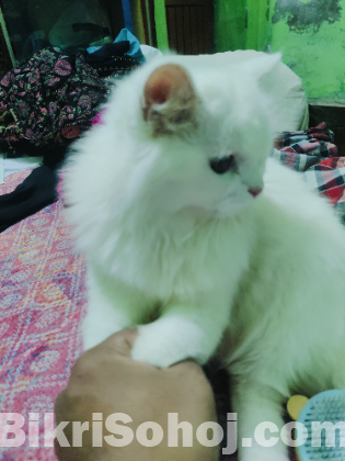 Traditional Persian cat female
